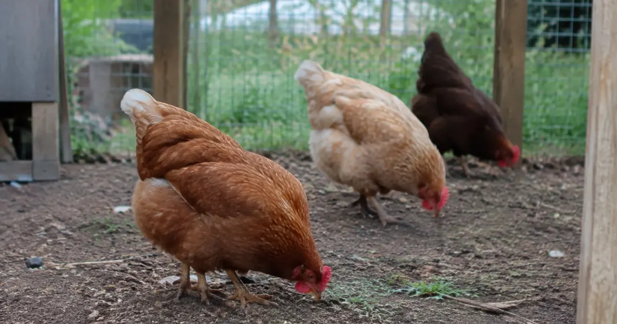 Poules picorant le sol dans enclos bois grillage